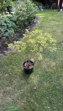 ‘Valley Valentine’ Pieris