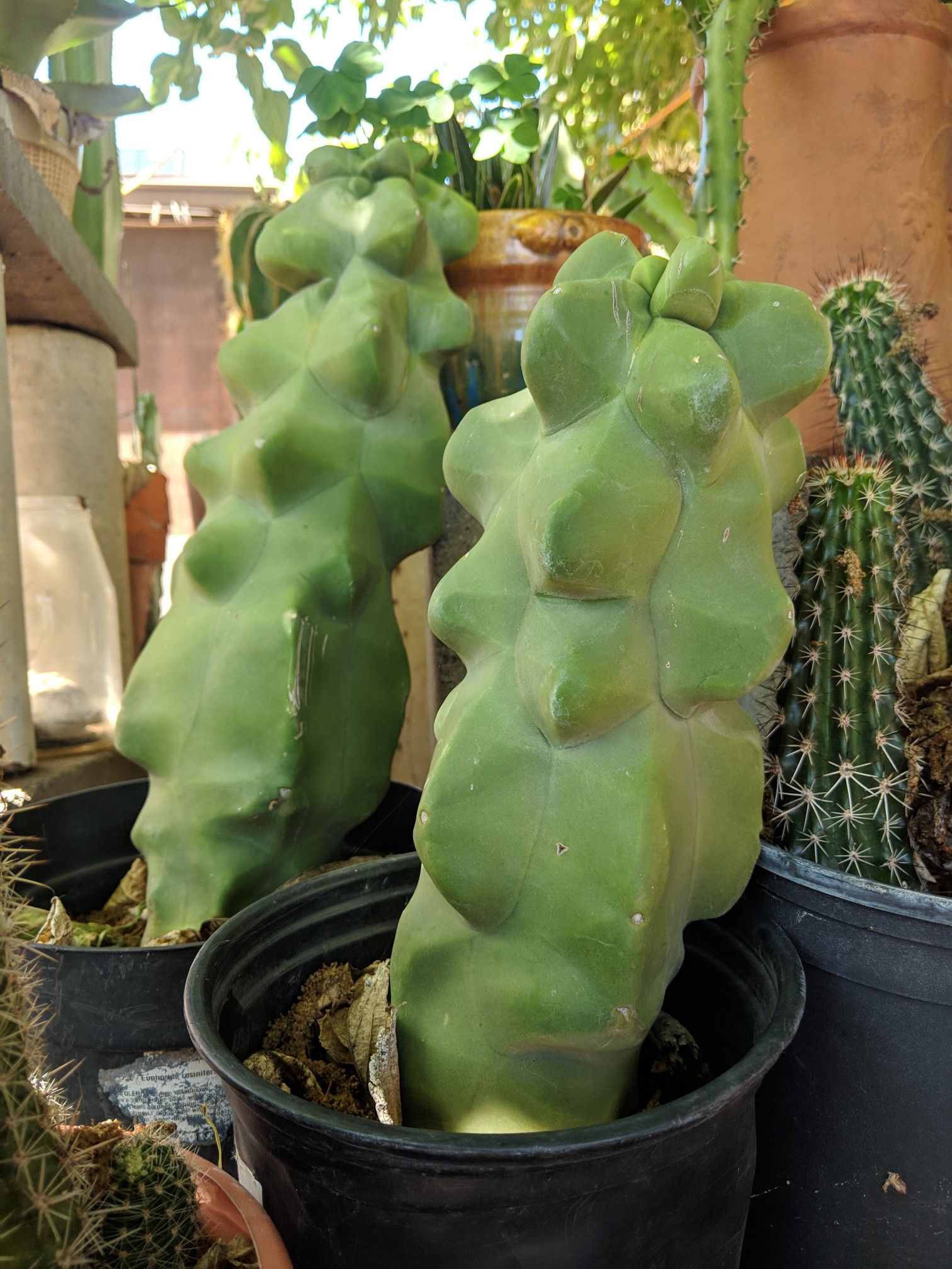 Totem pole cactus, rooted ready to plant for Sale in Laveen Village, AZ