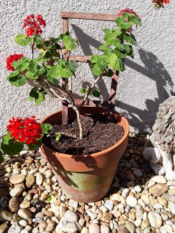 Blooming Huge Pots With Beautiful Flowers In Weeki Wachee Spring Hill