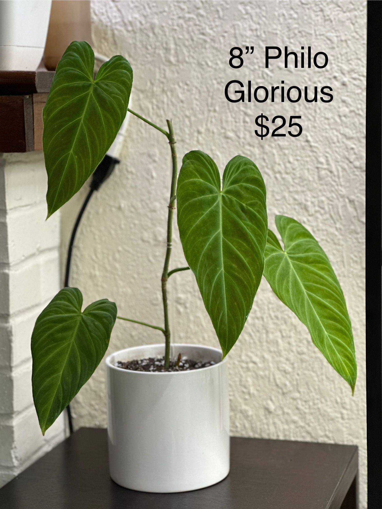 Plants + Plant Pots