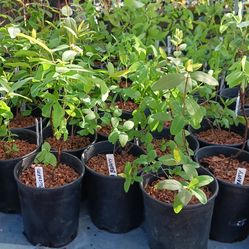 HoneyBerry bushes for all season