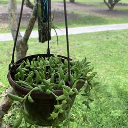 String Of Dolphin , Succulent 