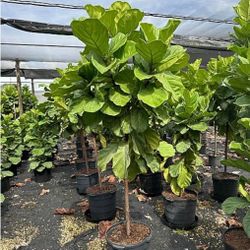 Fucis Lirata Exterior And Interior Plants Staring $50  Small Medium Large 
