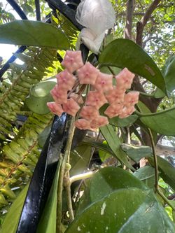 Hoya Plant