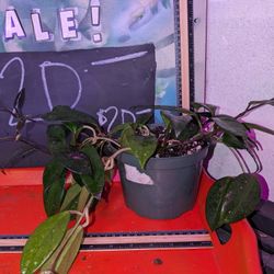 Hoya pubicalyx 'Splash',  "Wax Plant"