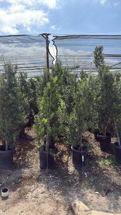 Rhamnus Alaternus John Edward 15g