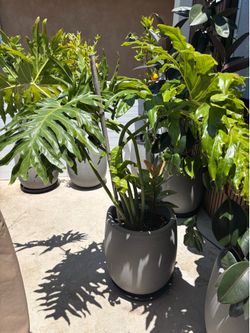 Modern Planter