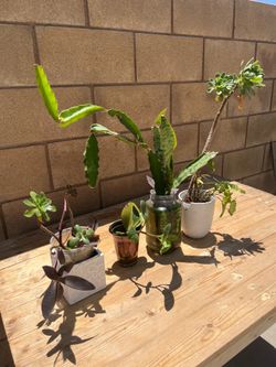 Bundle of plants