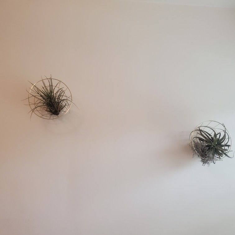 Glam Girl Living Wall Decor / Airplant Decor & Goldtone Wall Decor
