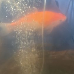 Have Two Goldfish One Looks Like A Koi And The Other One Is Just Normal Goldfish