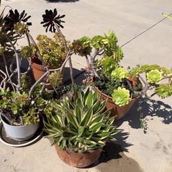 PLANT LOVERS! SUCCULENTS, CACTI, ROSETTES, SPINES, MINIATURES, UNIQUE SPECIMENS, VARIOUS PRICES! 