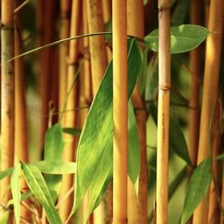 Golden Bamboo Seeds, 200+ Groove Rare Golden (Orange) Bamboo Seeds for Planting, Privacy Screen