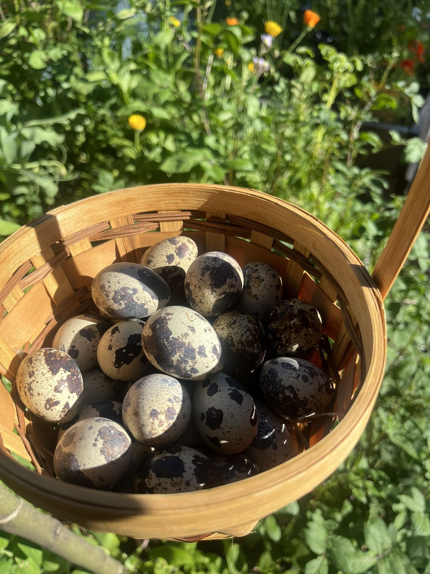 Fresh Quail Eggs
