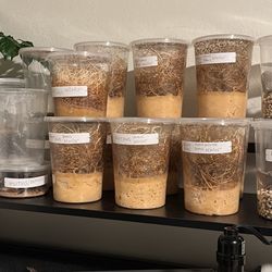 Fruit Fly Cultures (producing) 