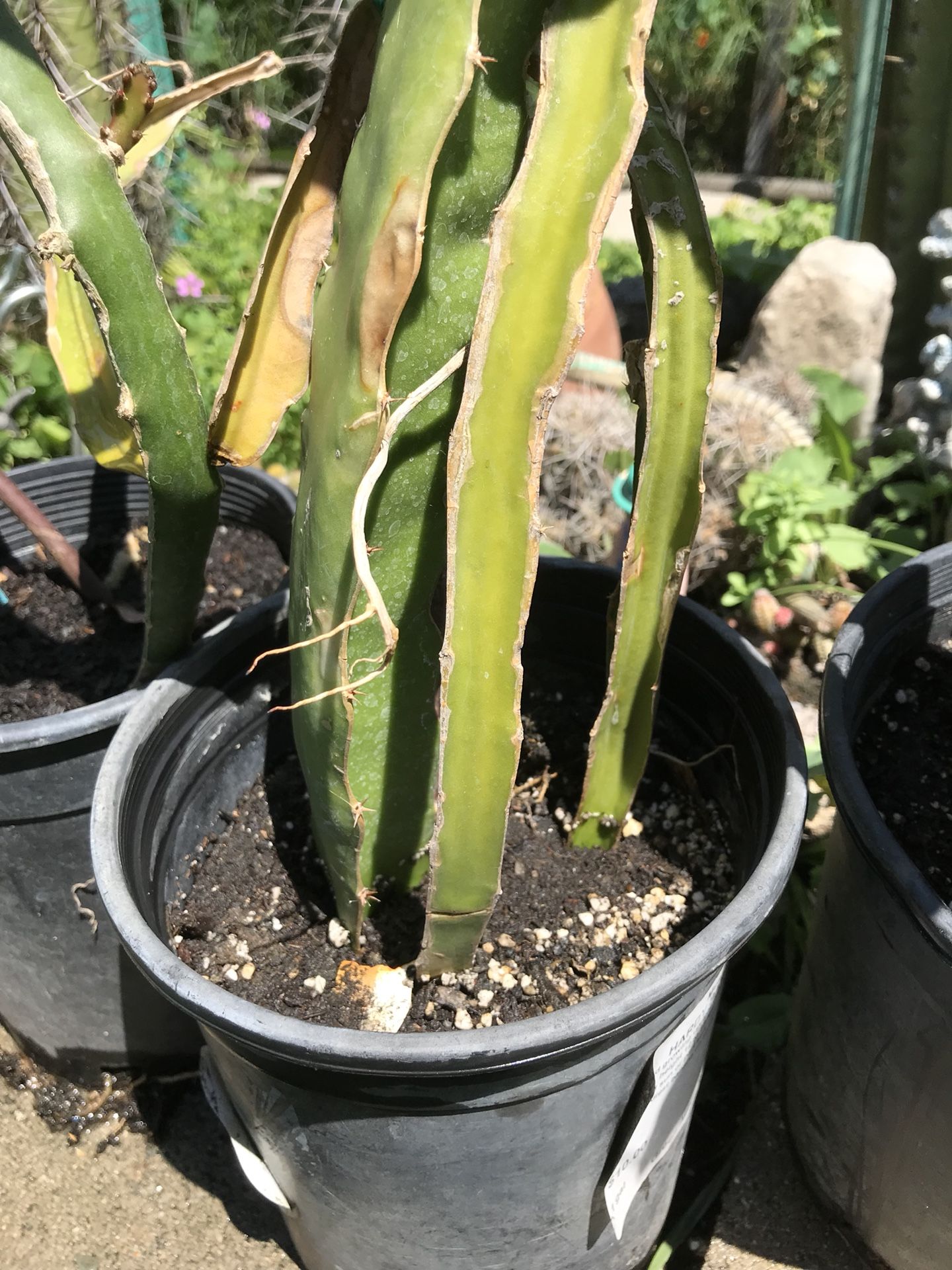 Dragon fruit cuttings one dollar each minimum of five plants also available $8-$35 each