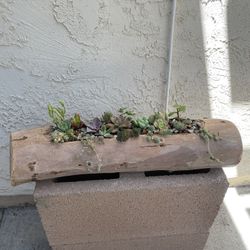 Succulent arrangement 