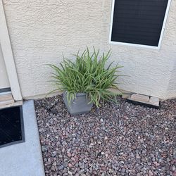 Aloe Plant