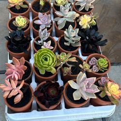 Succulent Arrangements In Clay Pots 2.5”