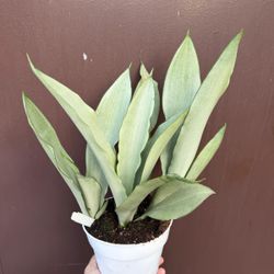 6” sansiveria moonshine