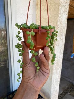 String of pearls