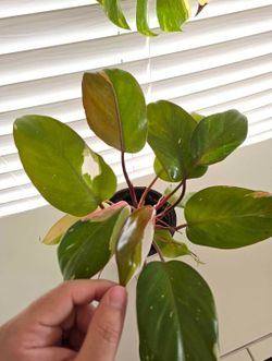 Philodendron Red Anderson