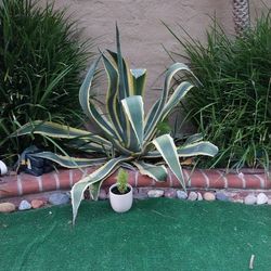 Large Cactus Agava Plant
