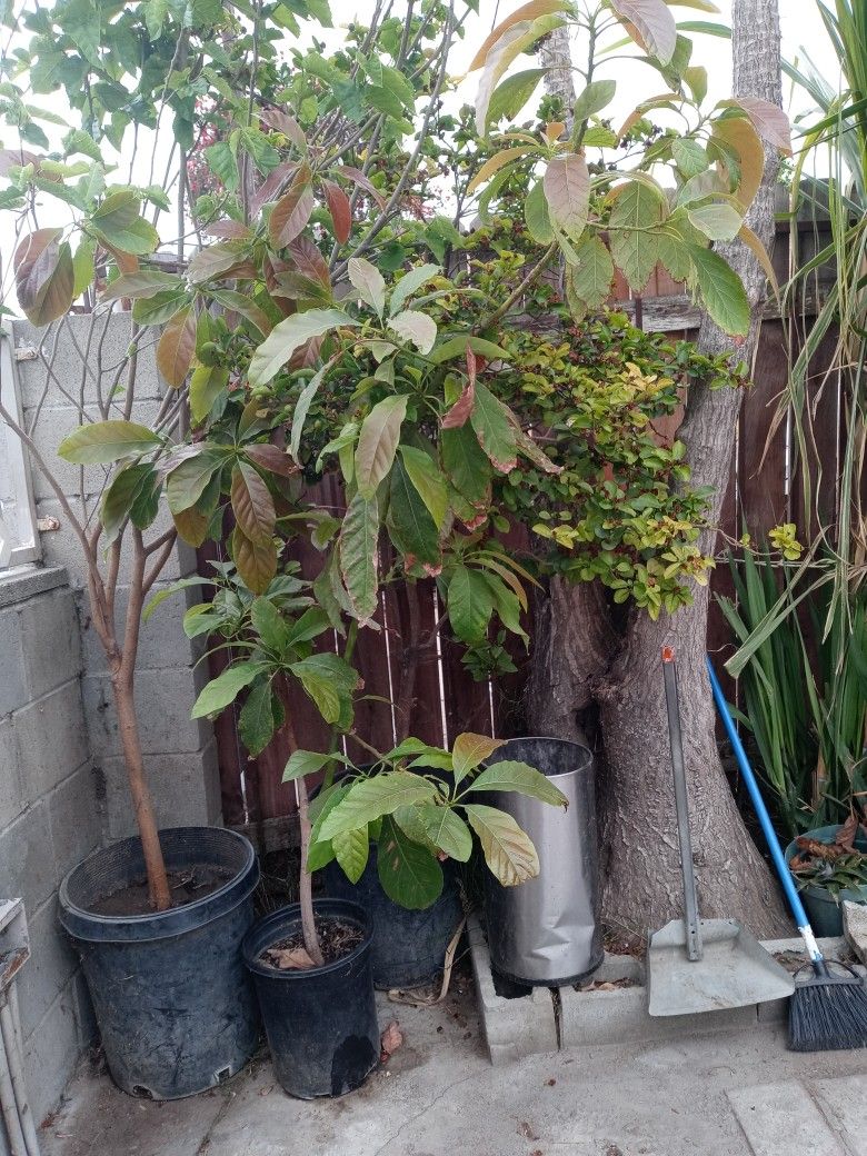 Avocado Tree N Mora Tree 