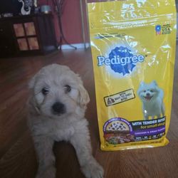 Costal De Comida Pedigree 