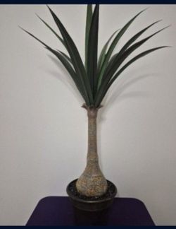 *** REDUCED *** 4ft Faux Agave Snake Plant Sealed with Obsidean Stone in an 11" Resin Planter @ Lasting Creations