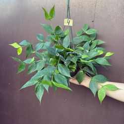 6” hoya polyneura 