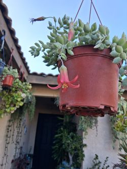 Blooming Cotyledon Pendens Plant $25