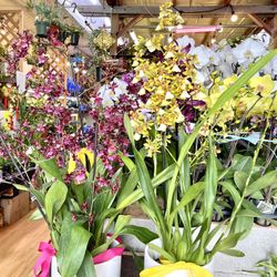 Hoa Lan Vu Nu Beautiful Fragrance Orchids, Big Pot $65-120