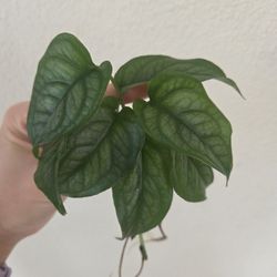 Monstera Siltepecana Plant Cuttings