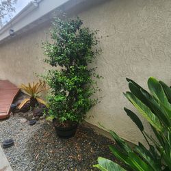 Two Jasmine Trees