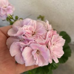 Very Rare Geranium Outdoor Plant, In 6 Inch Pot Pick Up Only