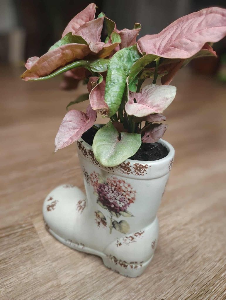 Arrowhead "Pink" In A Decorative Ceramic Boot 