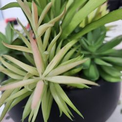 Succulents Planter
