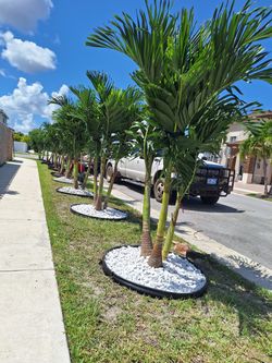 Cristmas Palm triple 380$ deliver install