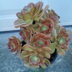 Gorgeous tree aeonium succulent mutiheads roses 5 yrs old only 1 hurry buy