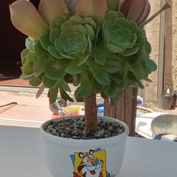 Succulent Arrangement.