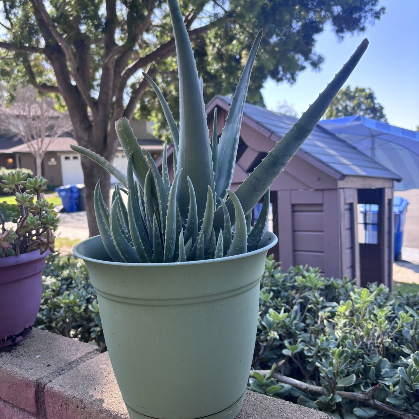 Succulent For Sale