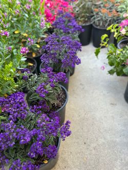 Heliotrope 5 gallon pot 15$ each