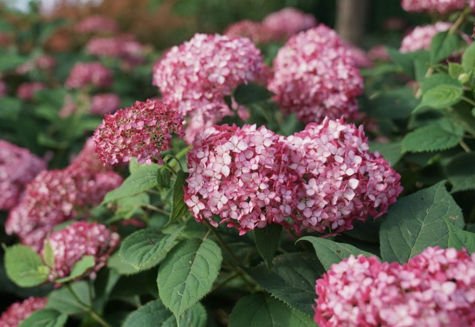 Hydrangea Invincible Ruby