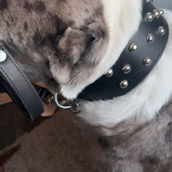 Dog Leashes And Collars Good Quality Leather
