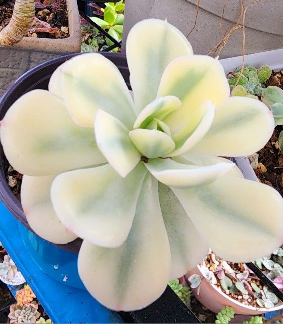 Succulents Plants Variegated Echeveria Pick Up In Upland 