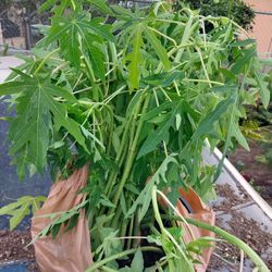 Papaya Plant These Are A Few..selling 10 Dollars Per  Tree