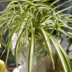 Plants (6”pot🌿Spider plants “low light “$15 each)