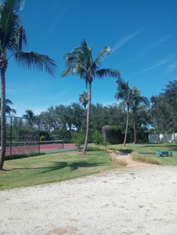 Pruning Palm Trees And Trees 