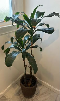 4.5 ft. Indoor Janet Craig Dracaena (Corn Plant)