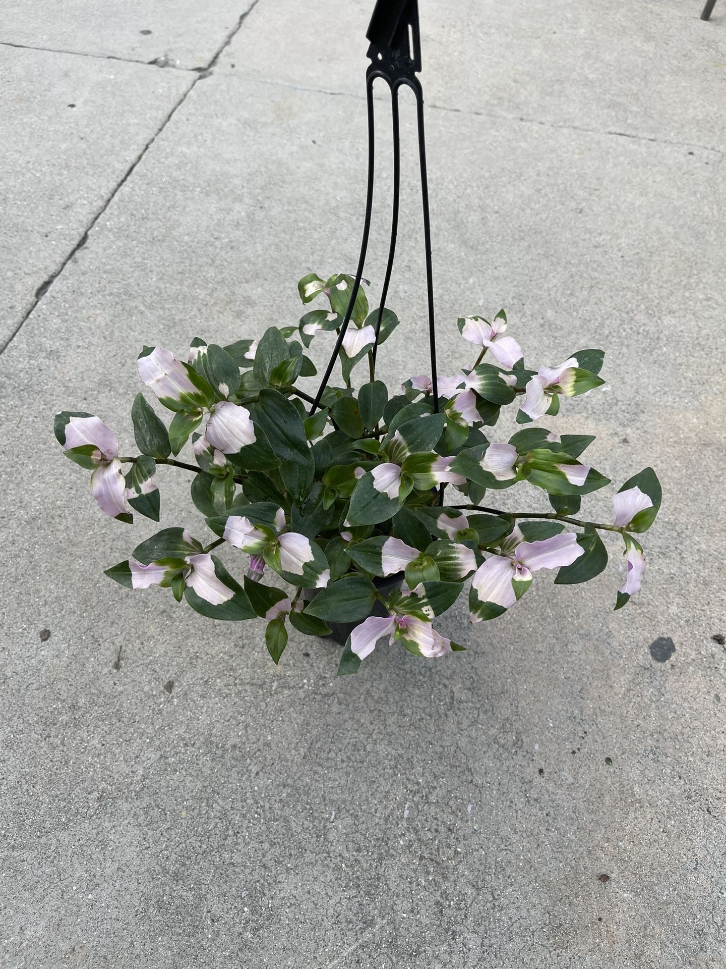 6” Tradescantia Blushing Bride